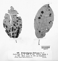 Polystigma fulvum image